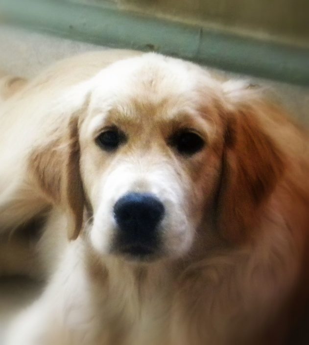 monty 2